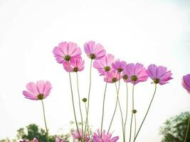 cosmos flor com borrado fundo. florescendo Rosa flor. foto