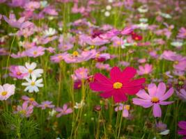 cosmos flor com borrado fundo. florescendo Rosa flor. foto