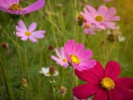 cosmos flor com borrado fundo. florescendo Rosa flor. foto