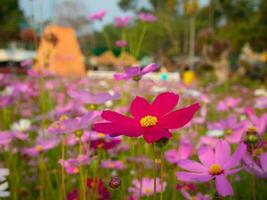 cosmos flor com borrado fundo. florescendo Rosa flor. foto