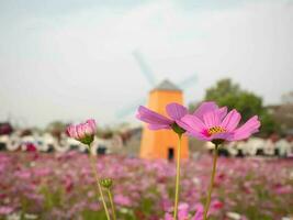 cosmos flor com borrado fundo. florescendo Rosa flor. foto