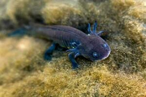 cinzento axolotl dentro mexicano águas, exibindo Está único terrestre características e vibrante barbatana foto