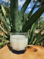 autêntico mexicano bebida, pulque, fez a partir de a maguey plantar foto