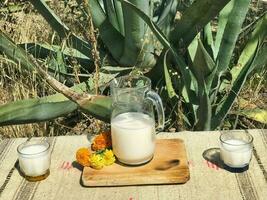 saborear a sabores do México com pulque, uma refrescante maguey beber foto