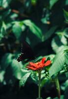 borboletas e mariposas, com seus colorida asas esvoaçar entre flores foto