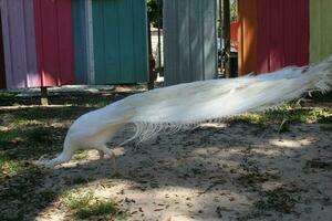 lindo pavão às uma pássaro santuário dentro florida foto