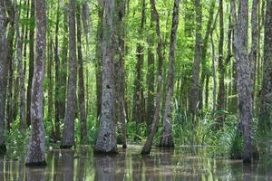 panorama ao longo a pérola rio a partir de uma barco em a querida ilha pântano Tour dentro slidell louisiana foto