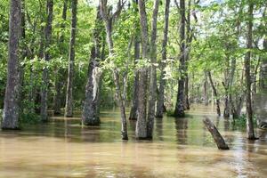 panorama ao longo a pérola rio a partir de uma barco em a querida ilha pântano Tour dentro slidell louisiana foto