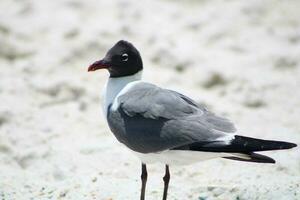 gaivotas na praia foto