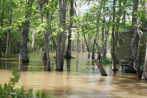 panorama ao longo a pérola rio a partir de uma barco em a querida ilha pântano Tour dentro slidell louisiana foto