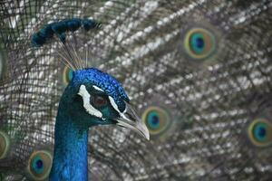 deslumbrante fechar acima do uma azul pavão foto