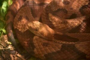 perigoso norte copperhead serpente enrolado para greve foto