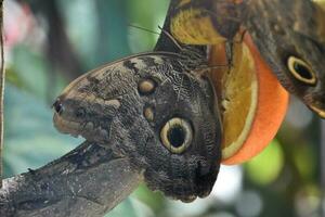 Coruja de celeiro borboleta em a laranja dentro uma jardim foto