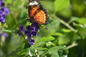 lindo rainha borboleta em roxa flores dentro uma jardim foto