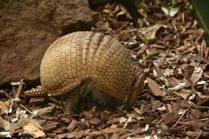 em escala armaduras em a tatu em uma verão dia foto