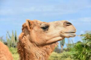 lado perfil do uma dromedário camelos cabeça foto