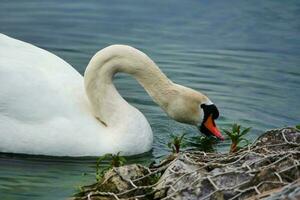 fofa e único água pássaros e cisne às vontade lago do Milton Keynes, Inglaterra Reino Unido. foto