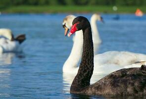 fofa e único Preto cisne às vontade lago do Milton Keynes, Inglaterra Reino Unido. imagem estava capturado em pode 11º, 2023 foto