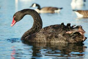 fofa e único Preto cisne às vontade lago do Milton Keynes, Inglaterra Reino Unido. imagem estava capturado em pode 11º, 2023 foto