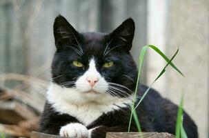lindo persa procriar gatinho poses às casa jardim foto
