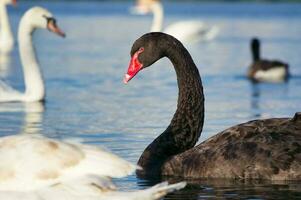 fofa e único Preto cisne às vontade lago do Milton Keynes, Inglaterra Reino Unido. imagem estava capturado em pode 11º, 2023 foto