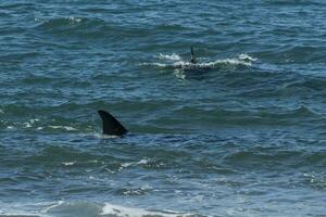 orca Caçando mar leões, punta norte natureza reserva, Península valdes, patagônia Argentina foto