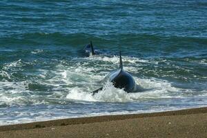 orca Caçando mar leões, punta norte natureza reserva, Península valdes, patagônia Argentina foto