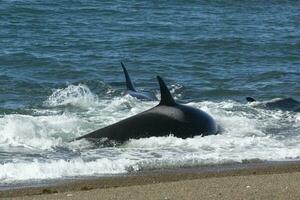 orca Caçando mar leões, punta norte natureza reserva, Península valdes, patagônia Argentina foto