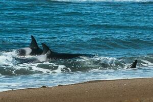 orca Caçando mar leões, punta norte natureza reserva, Península valdes, patagônia Argentina foto