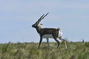 masculino blackbuck antílope dentro pampas avião ambiente, la pampa província, Argentina foto