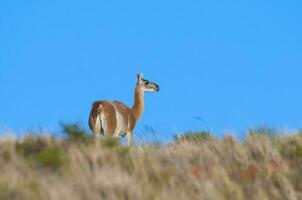 guanacos dentro lihue calel nacional parque, la pampa, Patagônia, Argentina. foto