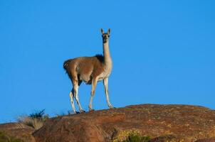 guanacos dentro lihue calel nacional parque, la pampa, Patagônia, Argentina. foto