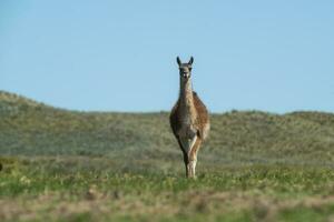 guanacos dentro pampas Relva ambiente, la pampa, Patagônia, Argentina. foto