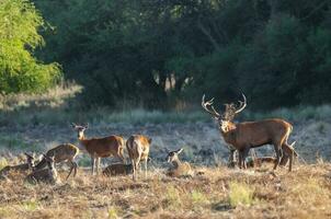 vermelho cervo, masculino rugindo dentro la pampa, Argentina, parque luro, natureza reserva foto