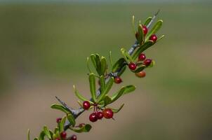 selvagem fruta dentro semi desértico ambiente, caldeirão floresta, la pampa Argentina foto