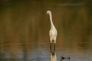 Nevado garça, egretta thula , empoleirado, la pampa província, Patagônia, Argentina. foto