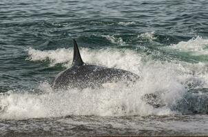 assassino baleia, orca, Caçando uma mar leões , Península valdes, patagônia Argentina foto