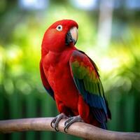 vermelho e amarelo arara ara. vermelho papagaio senta em uma poleiro com uma borrado verde fundo. foto