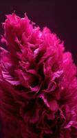 fechar acima do flor. Celosia roxa flor dentro na moda cor. foto