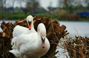 fofa e único água pássaros e cisne às vontade lago do Milton Keynes, Inglaterra Reino Unido. foto