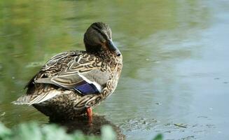 fofa água pássaro às Wardown parque Luton, Inglaterra Reino Unido. foto