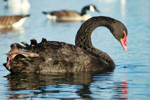 fofa e único Preto cisne às vontade lago do Milton Keynes, Inglaterra Reino Unido. imagem estava capturado em pode 11º, 2023 foto