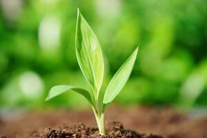 árvore crescendo com a mão, ecodia da terra, salve o mundo, salve a terra, fique verde foto