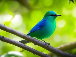 seletivo foco tiro do uma lindo verde trepadeira pássaro empoleirado em uma ramo ai gerado foto