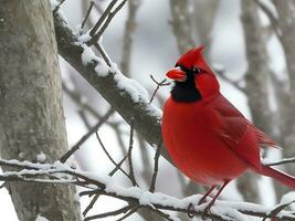 curioso vermelho cardeal pássaro sentado em Nevado árvore ramo dentro madeiras foto