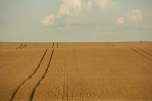 trigo campo e azul céu. agrícola panorama com orelhas do trigo. foto