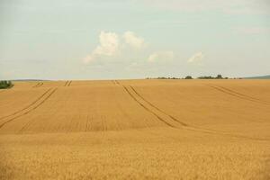 trigo campo e azul céu. agrícola panorama com orelhas do trigo. foto