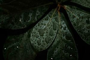 plano deitar, Sombrio natureza conceito, com chuva gotas, Sombrio verde folhagem textura fundos foto