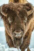 retrato de bisonte americano foto