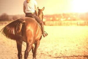 jovem menina equitação uma cavalo foto